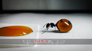 ১ ফোঁটা মধু নিয়ে ছোট্ট একটি পিঁপড়া🐜