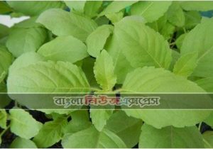 তুলসী পাতার ঔষধি গুণাগুণ