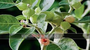 অশ্বগন্ধার ভেষজগুণ
