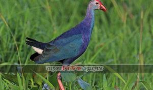 হারিয়ে যাচ্ছে জলের পাখি কালিম, কালিম পাখি বিলুপ্ত