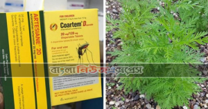 এই গাছ থেকে তৈরি পানীয়,  সারাবে করোনাভাইরাস