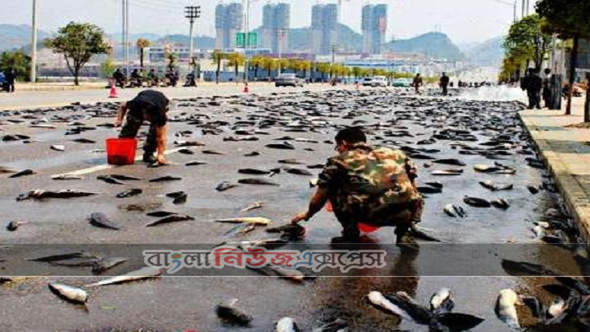 মাছের বৃষ্টি হয় যেখানে