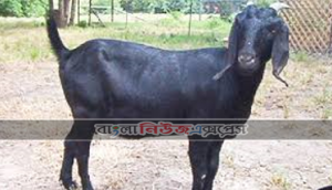 ছাগল কী জান্নাতের প্রাণী!