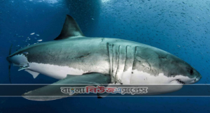করোনাভাইরাসের ভ্যাকসিন আবিষ্কারে হাঙরের লিভারের তেল ব্যবহৃত হওয়া হচ্ছে