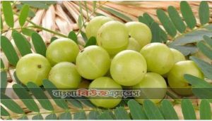যে সকল কারনে আমরা শীতকালে আমলকী খাবো
