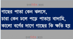 গাছের পাতা কেন ঝলসে,চারা কেন ঢলে পড়ে পাতায় বাদামি, কালো বর্ণের দাগে গাছের কি ক্ষতি হয়
