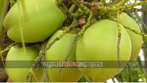 ডাবের পানির জাদুকরী ব্যবহার ডায়াবেটিস নিয়ন্ত্রণে