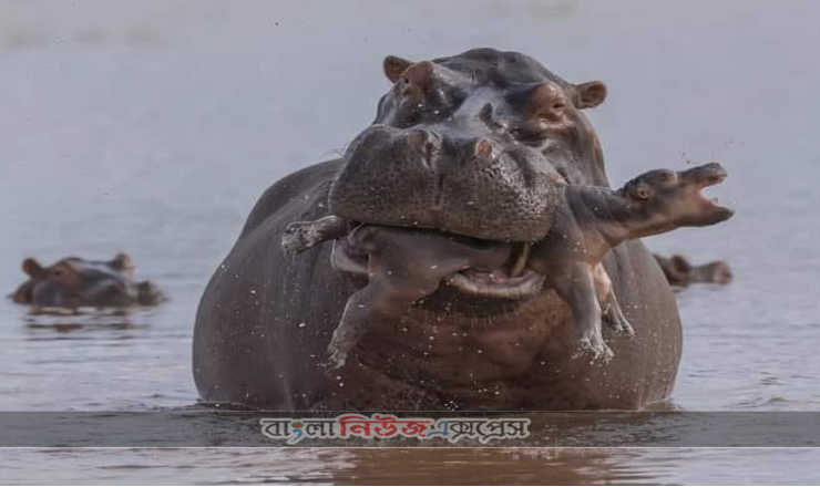 পুরুষ জলহস্তী কেন নিজ শিশুকে হত্যা করে?
