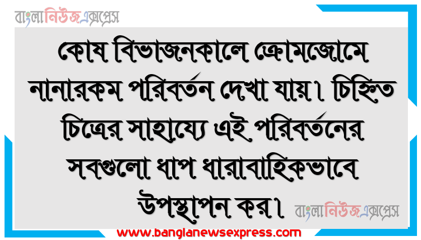 কোষ বিভাজনকালে ক্রোমজোমে নানারকম পরিবর্তন দেখা যায়। চিহ্নিত চিত্রের সাহায্যে এই পরিবর্তনের সবগুলো ধাপ ধারাবাহিকভাবে উপস্থাপন কর।