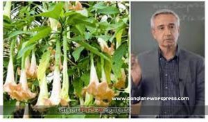 ডেভিলস ব্রেথ ড্রাগ আসলে কি?, স্কোপোলামিন ডেভিলস ব্রিদ এই বার আমাদের দেশে,সবচেয়ে ভয়ং কর ড্রাগ “শয়তানের নিঃশ্বাস” কিভাবে মানুষকে নিয়ন্ত্রণ করে?,শয়তানের শ্বাস কি বিশ্বের সবচেয়ে ভয়ঙ্কর ওষুধ?,স্কোপোলামাইন ডেভিলস শ্বাস