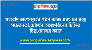 সংবেদি অঙ্গসমূহের গঠন কাজ এবং এর যত্নে সচেতনতা,চোখের অন্তঃগঠনের চিহ্নিত চিত্র,চোখের কাজ,কানের কাজ ও যত্ন,স্বাদ ইন্দ্রিয়,সংবেদি অঙ্গসমূহের কাজ ব্যাখ্যা করতে পারবে।