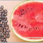 তরমুজের বিচির উপকারিতা,তরমুজের উপকারিতা,তরমুজের বীজের উপকারিতা,তরমুজের উপকারিতা ও অপকারিতা,তরমুজের অপকারিতা,তরমুজ বীজের উপকারিতা