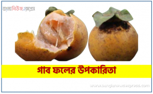 গাবের উপকারিতা,গাব ফলের উপকারিতা