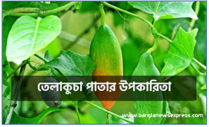 তেলাকুচা পাতা খেলে কি হয়