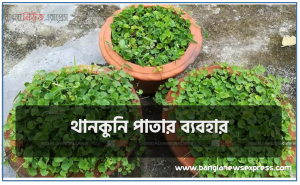 থানকুনি পাতার ব্যবহার,থানকুনি পাতার উপকারিতা ও অপকারিতা