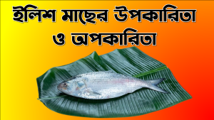 ইলিশ মাছের উপকারিতা ও অপকারিতা