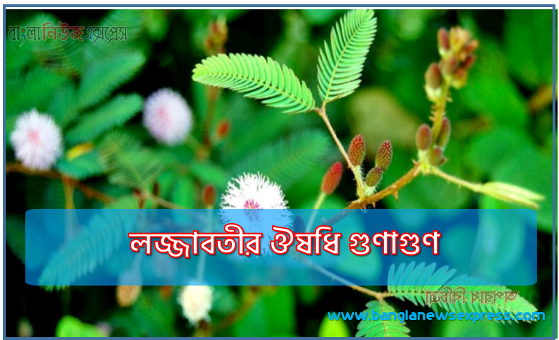 লজ্জাবতীর ঔষধি গুণাগুণ, রহস্যময়ী লজ্জাবতী গাছের গুণ, লজ্জাবতীর উপকারিতা,লজ্জাবতী গাছের ঔষধি গুণ! লজ্জাবতীর ঔষধি গুণাগুণ কী কী?