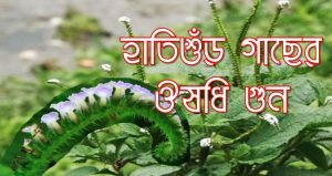 হাতিশুর গাছের শিকড়ের উপকারিতা, হাতির সুর গাছের উপকারিতা
