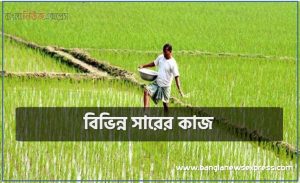 বিভিন্ন প্রকারের রাসায়নিক সারের কাজ, বিভিন্ন সারের কাজ, কোন সারে কী কাজ, উত্তম উপায়ে রাসায়নিক সার ব্যবহার
