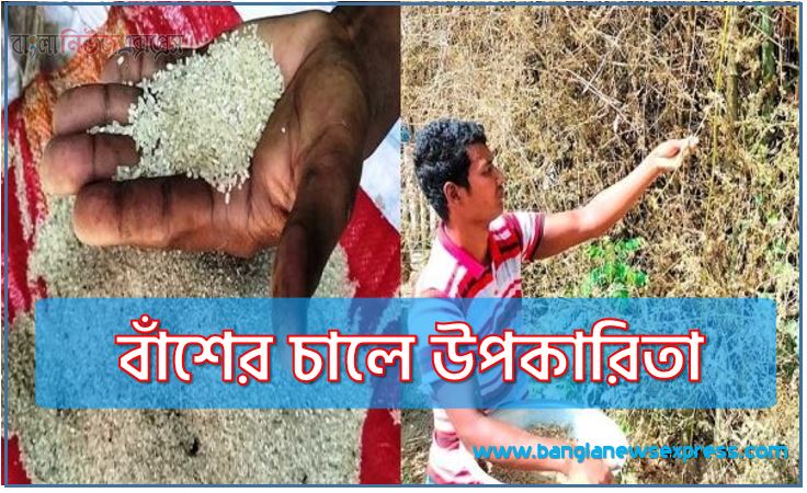 বাঁশের চালে উপকারিতা,বাঁশের চালে গুনাগুন,বাঁশ ফুলের বীজ থেকে তৈরি হচ্ছে খাওয়ার উপযোগী চাল