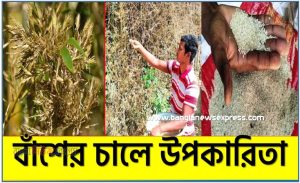 বাঁশফলের দানায় চাল উপকারিতা ও স্বাস্থ্য গুনাগুন,বাঁশফলের দানায় চাল উপকারিতা,বাঁশফলের দানায় চাল গুনাগুন